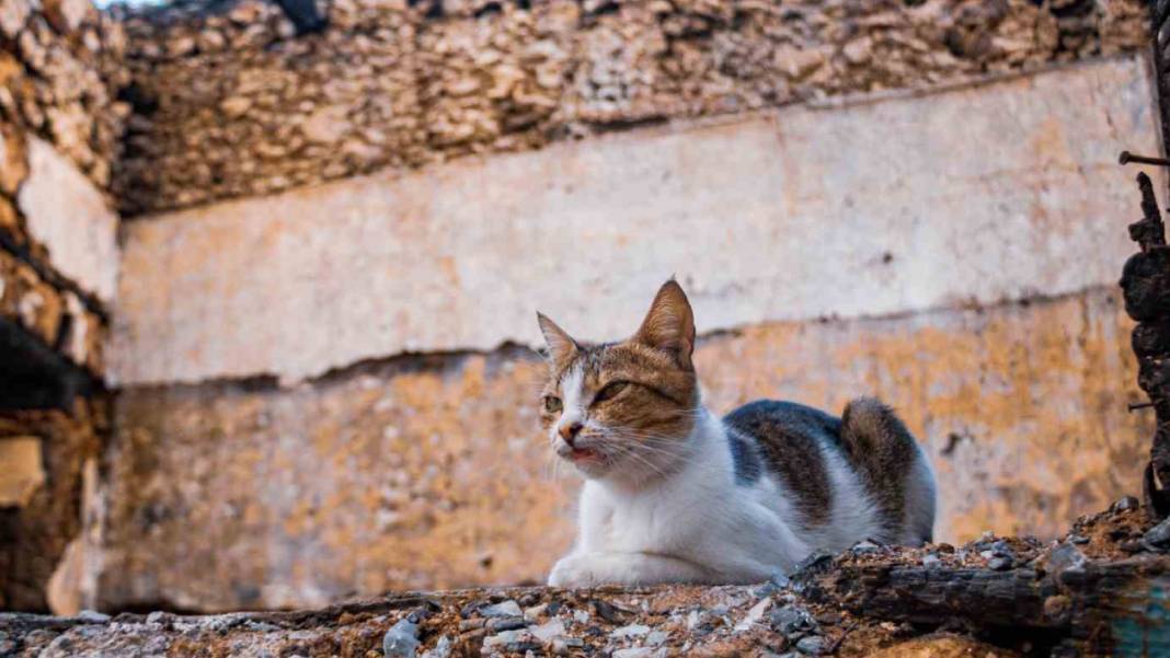 Küle dönen evde 6 yavrusunu arıyor 4